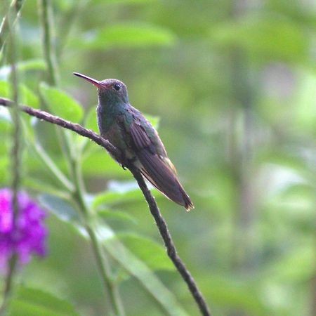 Home La Fortuna Екстериор снимка